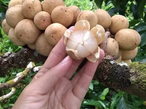 Apa Saja Kandungan Buah Duku?