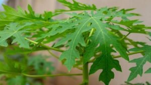 Bolehkah Mengonsumsi Daun Pepaya Setiap Hari? Ini Penjelasannya