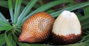 Buah Salak Punya Tujuh Khasiat Sehat Ini