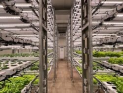 Revolusi Pertanian: Menjelajahi Dunia Teknologi Pertanian Vertikal (Vertical Farming Tech)