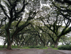 Eksplorasi Empat Destinasi Menarik Banyuwangi